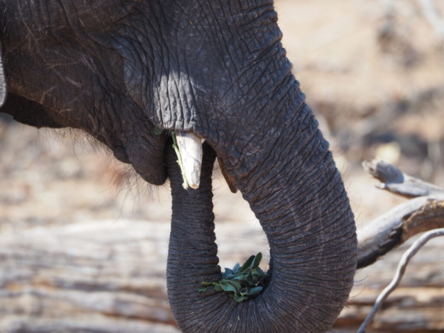 Not a leaf is spilled