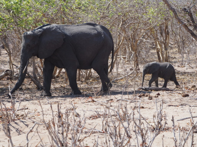 Until one year of age the baby still passes underneath her morther